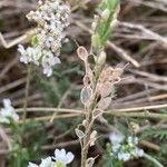 Berteroa incana Fruit