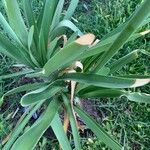 Agapanthus africanus Fuelha