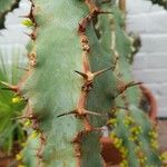 Euphorbia caerulescens Leaf