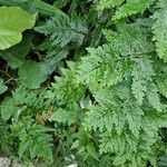 Selaginella willdenowii Лист