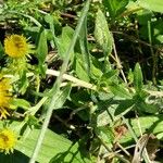 Inula britannica Levél