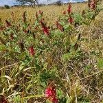 Indigofera schimperi 整株植物