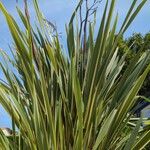 Phormium tenax 形態