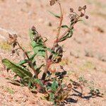 Trichodesma africanum Pokrój