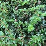 Vaccinium ovatumपत्ता