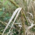 Elymus virginicus Blatt