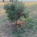 Pinus halepensisبرگ