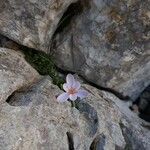 Crocus cambessedesii Квітка