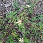 Bidens albaFlor