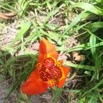 Tigridia pavonia Kvet