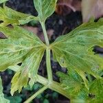 Apium graveolens Leaf