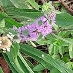 Mentha pulegium Flower