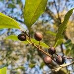 Prunus caroliniana Froito