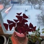 Oxalis triangularis Blatt