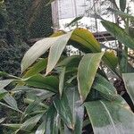 Alpinia zerumbet Lapas