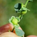 Andrachne telephioides Fruit