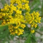 Patrinia scabiosifolia Květ