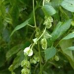 Fallopia dumetorum Otro