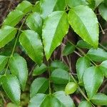 Halleria lucida Hoja