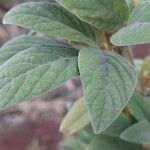 Cajanus cajan Leaf