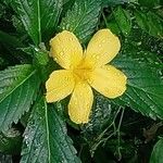 Turnera ulmifolia Virág