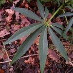 Helleborus foetidus Hoja