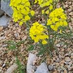 Erysimum rhaeticum Habit