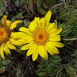 Senecio condimentarius