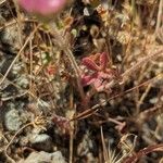 Sidalcea malviflora Levél