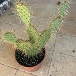 Opuntia stricta Лист