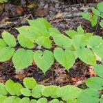 Aralia racemosa Leaf