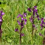 Anacamptis laxiflora Flor