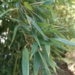 Phyllostachys sulphurea Leaf