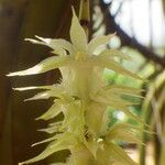 Diaphananthe fragrantissima Floro