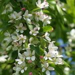 Malus toringo Квітка