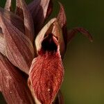 Serapias nurrica Flower