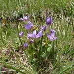 Gentianella campestris Arall