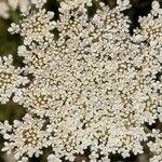 Daucus carota Květ