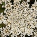 Daucus carota Virág