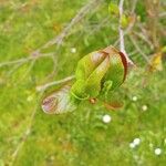 Aronia melanocarpa Leaf