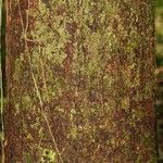 Eperua falcata Bark