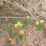 Trifolium campestreFlower