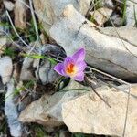 Crocus versicolor Цветок