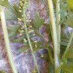 Lepidium didymum 果実
