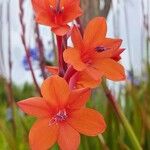 Watsonia meriana Virág