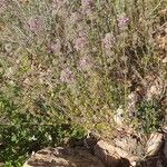 Micromeria nervosa Flor