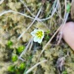 Gagea serotina Fula
