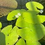 Nymphoides indica Maua