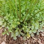 Cardamine flexuosa Leaf