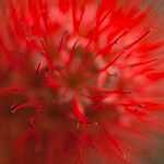 Combretum constrictum Other